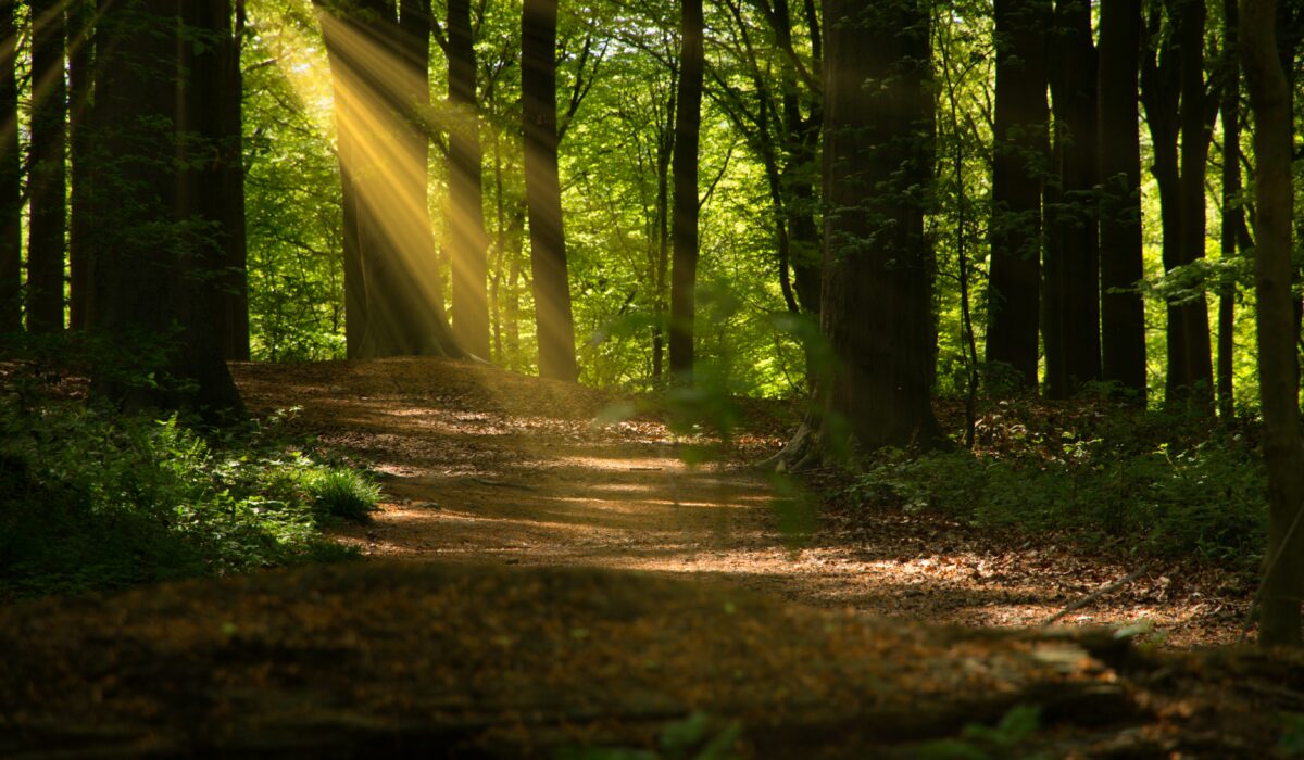 een groen bospad vanuit de schaduw naar de zon, symbool voor het doorbreken van patronen en gewoontes met hypnotherapie.