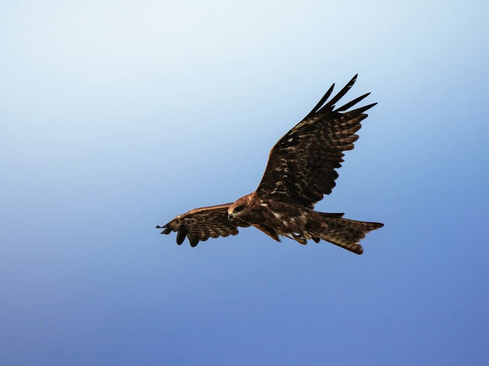Vogel die vrij door een open lucht vliegt, symbool voor vrijheid